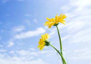 丁寧な対応で安心できる大阪のペット火葬