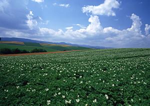 静岡で仏壇を購入したいのならば
